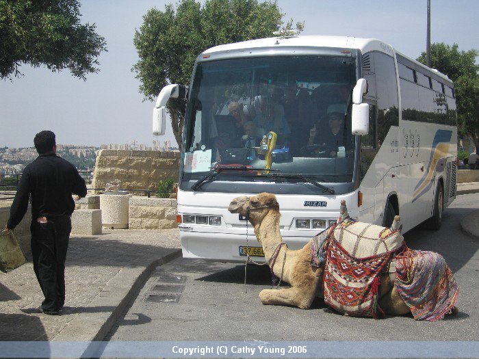 Camel-and-bus.jpg