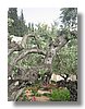 gethsemane-garden-02.jpg