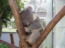 A-cuddly-koala
