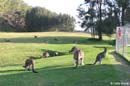 Here-a-roo-there-a-roo[1]...