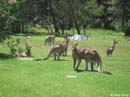 Kangaroos