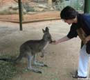Cathy-and-kangaroo-at-Featherdale-2