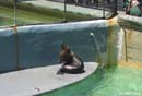 Sydney-Zoo-seal