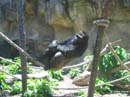 Sydney-Zoo02