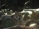 Sydney-Zoo04
