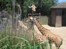 Sydney-Zoo08