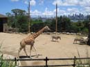 Sydney-Zoo09