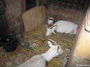 Colmar--manger-display-goats