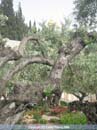 gethsemane-garden-02